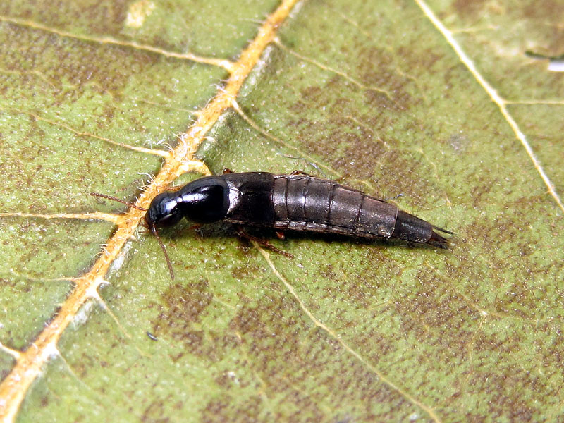 Staphylinidae: Quedius sp.
